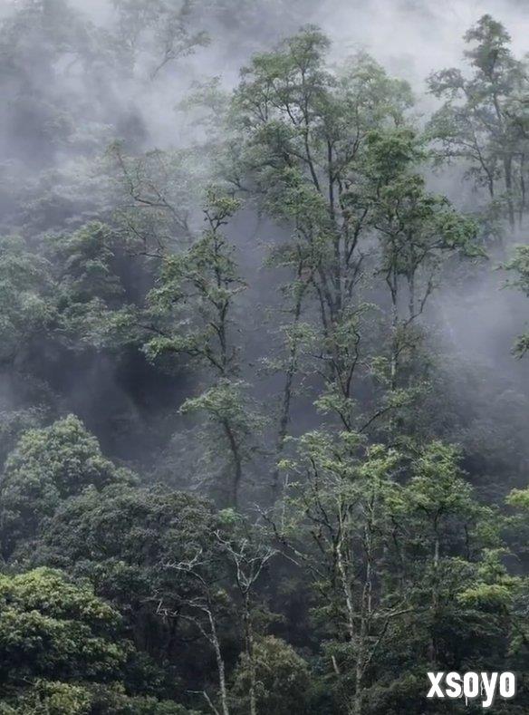 游戏源于现实？浓雾笼罩哀牢山如现实版《寂静岭》！