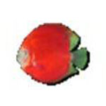 《飞鱼多功能时钟》官方版