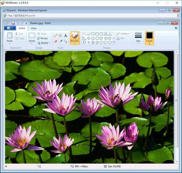 WINFLectorV3.9.8.0