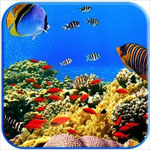 《3D热带鱼水族箱屏保》中文版